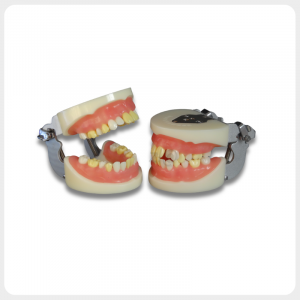 Dental tooth extraction training model with removable teeth and soft gum