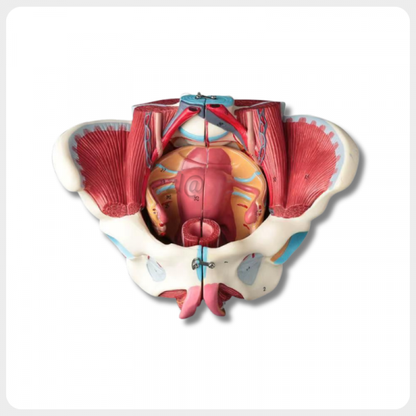 Female Pelvis Anatomical Model Front View female pelvis anatomical model front view with muscles nerves and labeled structures
