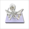 Childbirth Training Model Front View Pelvis Structure childbirth training model front view pelvis with fetal head simulation