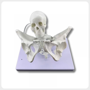 childbirth training model front view pelvis with fetal head simulation