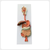 Human Digestive System Full Model for Teaching human digestive system model full body anatomy teaching aid