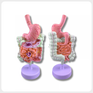 Human digestive system model front and back view for medical teaching and training use