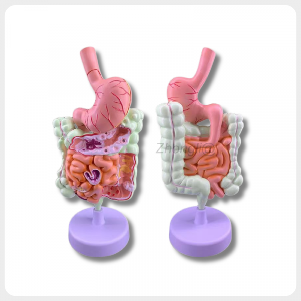 Human digestive system model front and back view for medical teaching and training use
