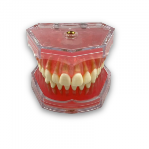 Dental tooth extraction training model with full removable teeth