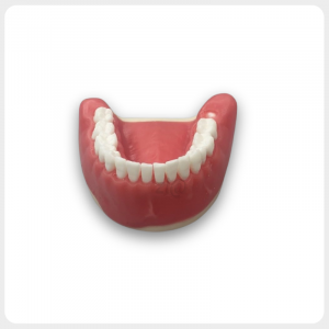 Dental impacted wisdom tooth extraction training model mandibular jaw