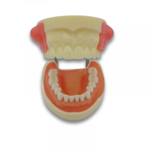 Dental abscess incision and drainage training model with articulator