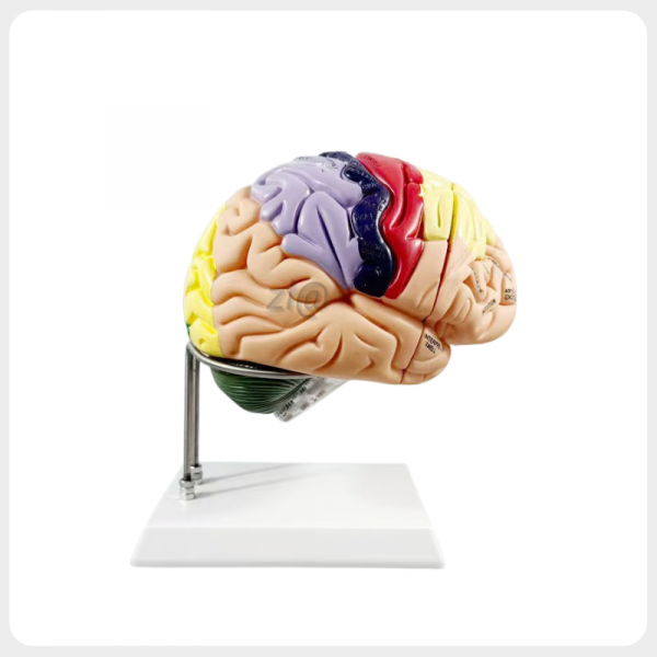 Functional Human Brain Model Side View Color coded functional human brain anatomy model side view