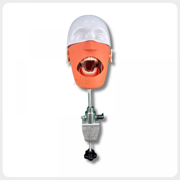 dental phantom head simulator front view for dental training practice