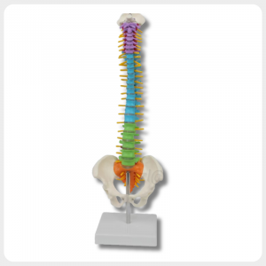 colored anatomical spine model with pelvis front view for physiotherapy training