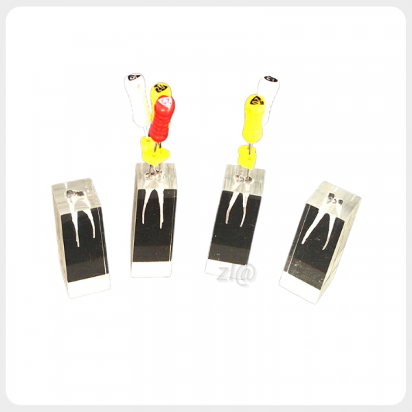 Dental Endodontic Practice Model with Files Dental root canal training block with endodontic files for root canal practice