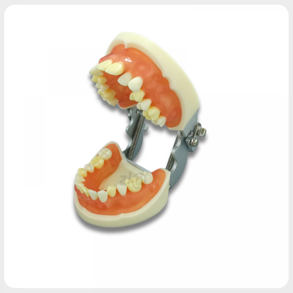Dental typodont extraction model with metal articulator and removable teeth