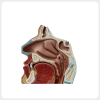 Human Nasal Anatomy Cross Section Teaching Model human nasal cavity anatomy model cross section medical teaching