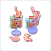 Human colon pathology model with detachable stomach and digestive system structure for medical teaching