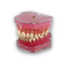 Dental Training Typodont Model Dental training typodont model transparent base removable teeth