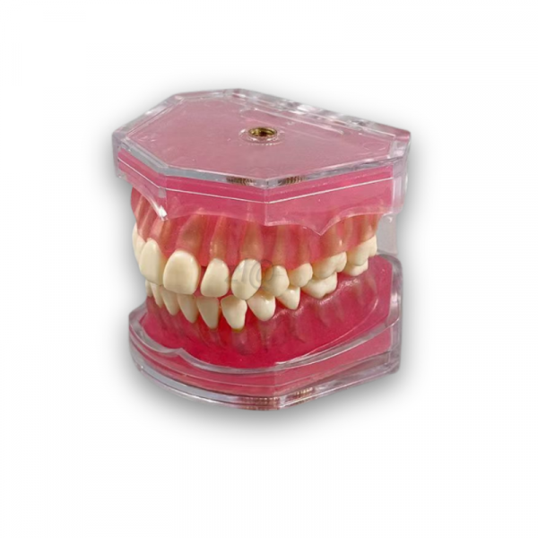 Dental Training Typodont Model Dental training typodont model transparent base removable teeth