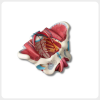 Female Pelvis Model Side View Anatomy female pelvis anatomical model side view showing internal muscle and nerve structure