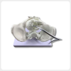 Obstetric Simulation Model with Adjustable Fetal Head obstetric simulation model fetal head adjustable childbirth demonstration