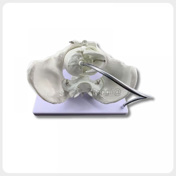 Obstetric Simulation Model with Adjustable Fetal Head obstetric simulation model fetal head adjustable childbirth demonstration