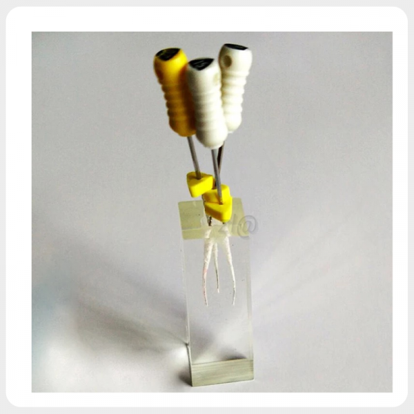 Endodontic Instrument Practice Model Dental root canal practice model demonstrating endodontic instrumentation