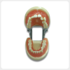 Dental extraction practice model full dentition removable teeth typodont