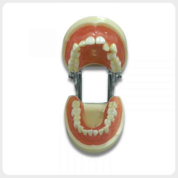 Dental extraction practice model full dentition removable teeth typodont