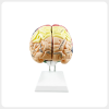 Front View Functional Brain Anatomy Model Labeled functional brain model front view for medical teaching