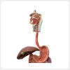 Human Nasal Anatomy Cross Section Teaching Model human nasal cavity anatomy model cross section medical teaching