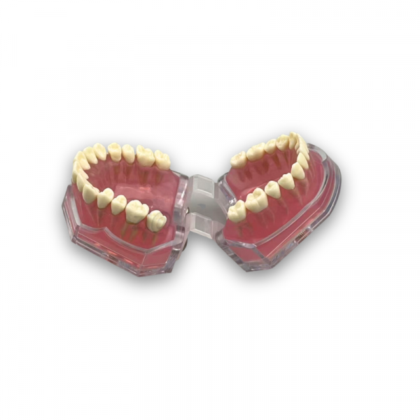 Full Dentition Dental Extraction Model Full dentition dental extraction practice model removable teeth