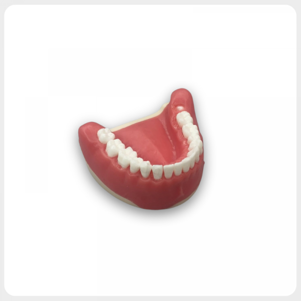 Dental wisdom tooth surgical extraction training model side view
