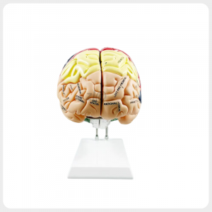 Labeled functional brain model front view for medical teaching