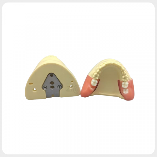 Dental Training Model Base Structure dental jaw training model base for oral surgery practice