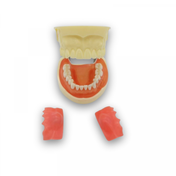 Dental abscess incision practice model open mouth