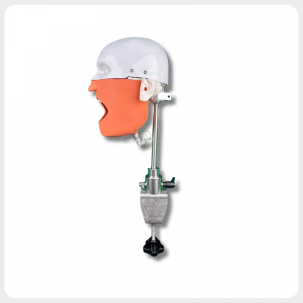 adjustable dental phantom head simulator side angle for training use