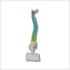 colored spine model with pelvis and nerves side view for medical teaching