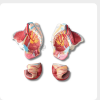 Detachable Female Pelvis Anatomy Model Parts detachable female pelvis anatomical model with separated parts and labeled structures