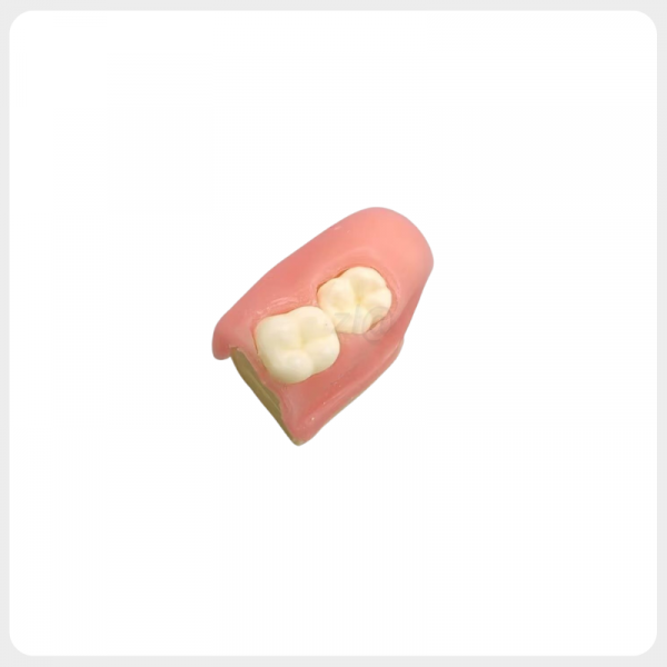 Dental Surgical Training Gum Block dental surgical gum block with simulated wisdom tooth anatomy