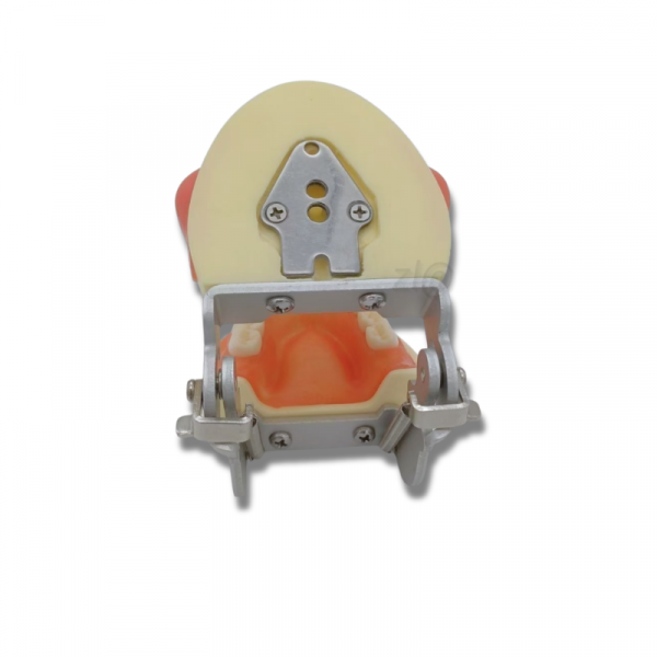 Dental abscess training model base with articulator and phantom head mounting plate