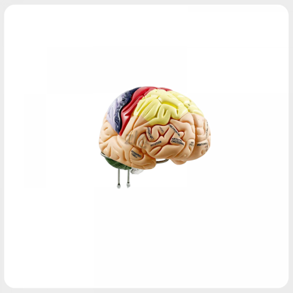 Right Side Human Brain Teaching Model Color coded brain cortex model right side view