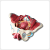 Female Pelvis Model Angled View high precision female pelvis anatomical model angled view with realistic structure