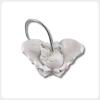Childbirth Pelvis Model Top View Demonstration childbirth pelvis model top view fetal head delivery training