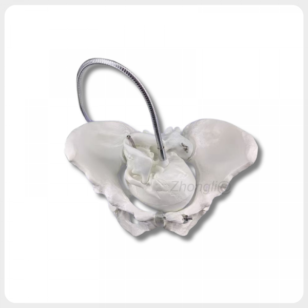 Childbirth Pelvis Model Top View Demonstration childbirth pelvis model top view fetal head delivery training