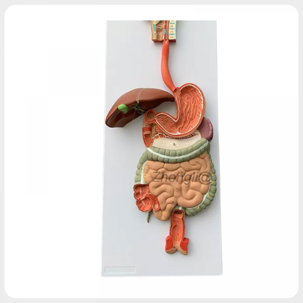Full Human Digestive System Anatomy Model full human digestive system anatomy model teaching display