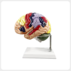 Detailed Functional Brain Model Close View Detailed labeled human brain function model close up