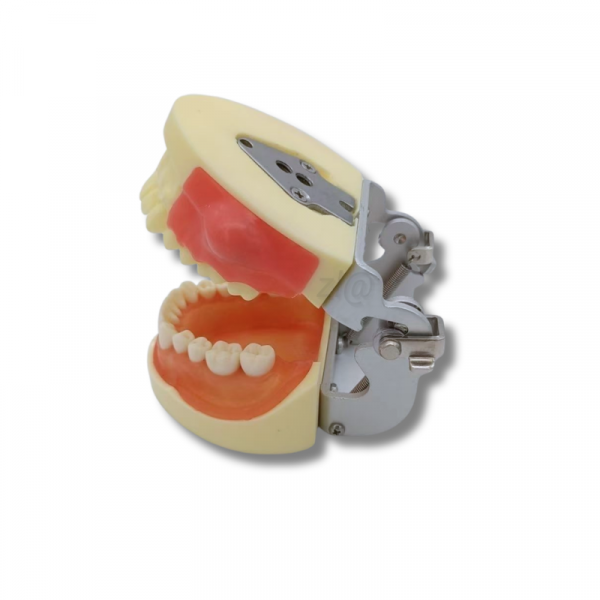 Dental abscess incision and drainage training model side view with abscess simulation