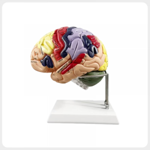 Detailed labeled human brain function model close up
