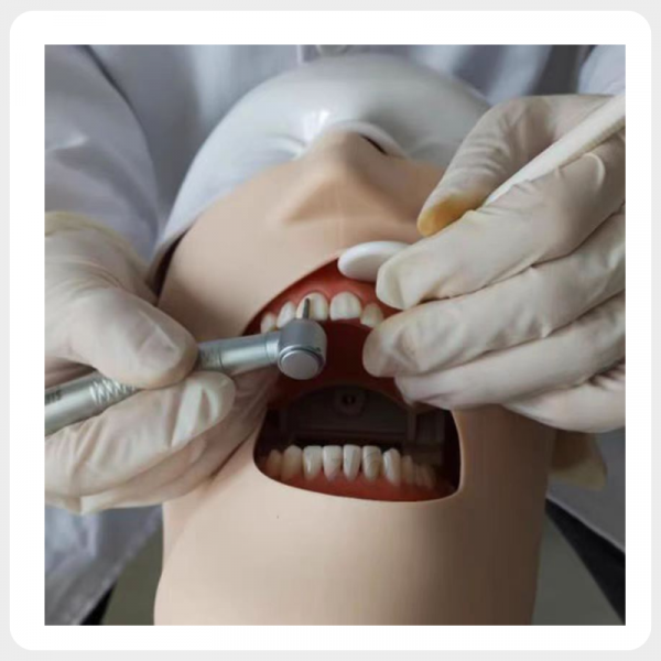 dental phantom head simulator used in hands on dental training practice