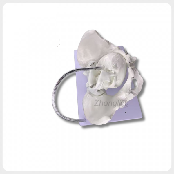 Obstetric Pelvis Model Angled View for Training obstetric pelvis model angled view childbirth simulation training tool