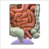 Detachable stomach anatomy model showing internal structure and pathological details