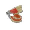 Dental abscess incision drainage practice model with articulator open mouth