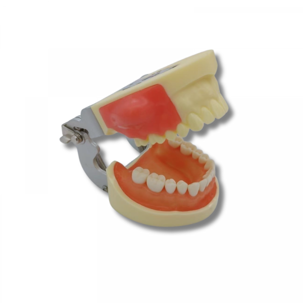 Dental abscess incision drainage practice model with articulator open mouth